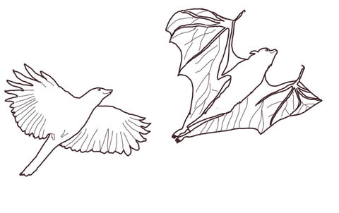 Crow Chasing Flying Fox Coloring Page